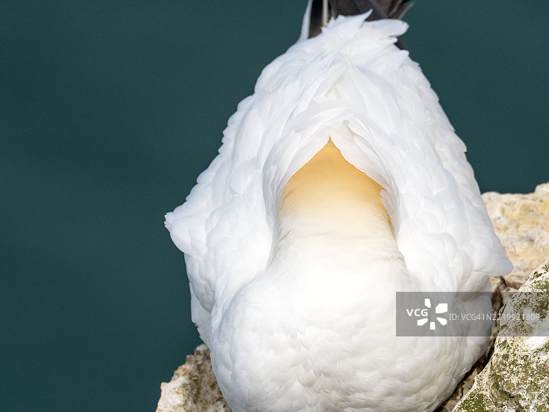 在英国约克郡的贝姆顿悬崖，一只头部藏在羽毛中的大海雀（Morus bassanus）。图片素材