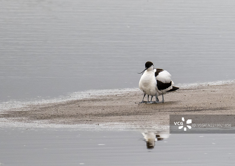一只白鹭，Recurvirostra avosetta，在英国兰开夏郡的Silverdale Leighton Moss保护着它的小鸟。图片素材