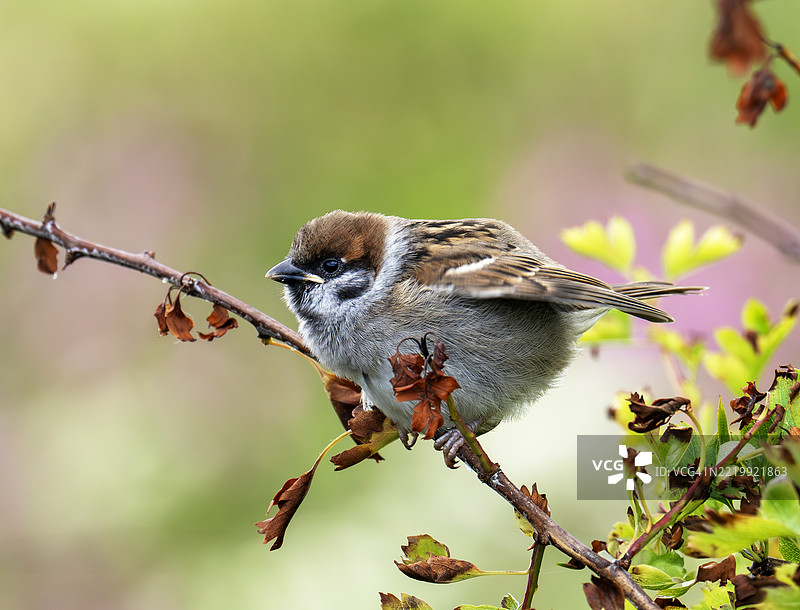 一只年轻的树麻雀（Passer montanus）在英国约克郡的贝姆顿悬崖。图片素材
