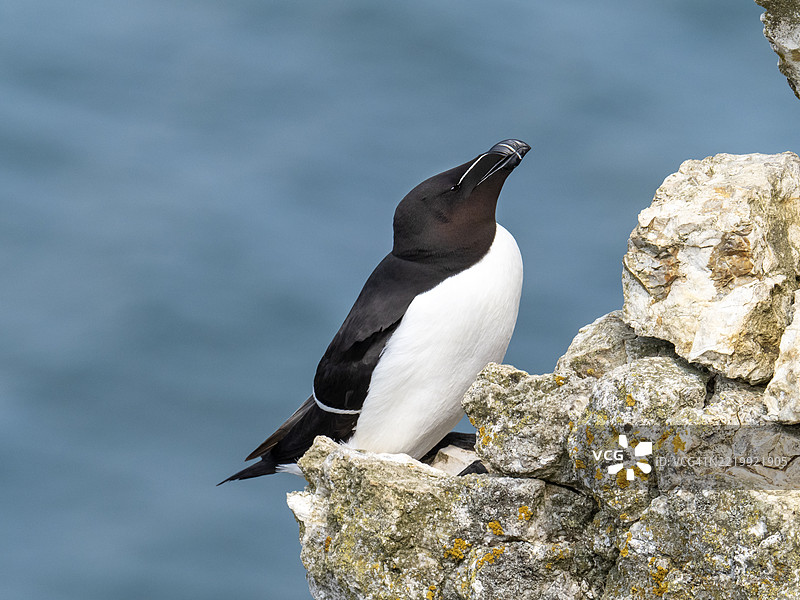 在英国约克郡的贝姆顿悬崖上的剃刀鸟（Alca torda）。图片素材