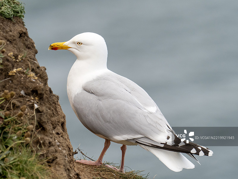 在英国约克郡的贝姆顿悬崖，一只银鸥（Larus argentatus）。图片素材