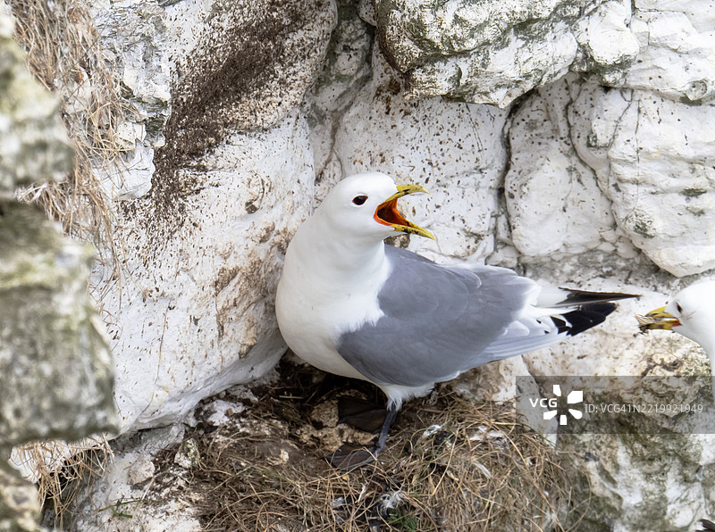 黑腿海鸥，Rissa tridactyla，在英国约克郡的贝姆顿悬崖筑巢。图片素材