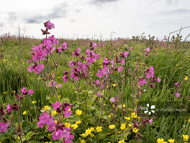 红色营地花，生长在英国约克郡贝姆顿悬崖的野花草甸中。图片素材