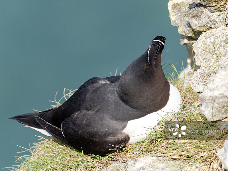 在英国约克郡的贝姆顿悬崖上的剃刀鸟（Alca torda）。图片素材