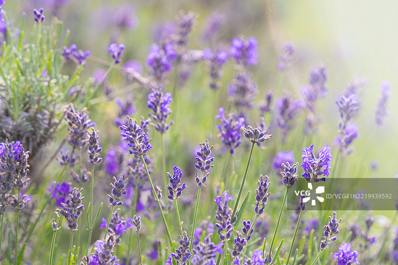 紫色薰衣草花在草地上图片素材