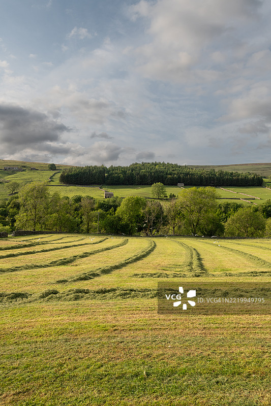 从新鲜草料切割的青贮饲料。英国约克郡。图片素材