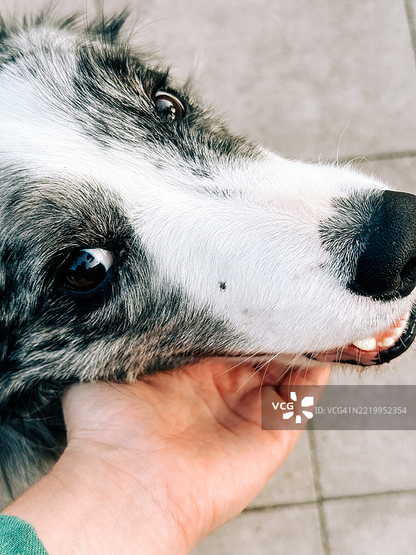 边境牧羊犬的嘴部上有一只蜱虫图片素材