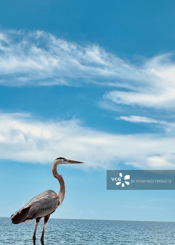 苍鹭栖息在码头栏杆上，凝视着海洋图片素材