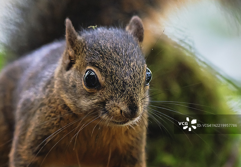 森林中松鼠的特写镜头图片素材