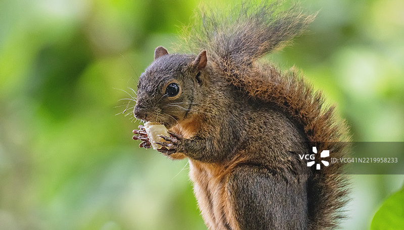 森林中松鼠吃东西的特写镜头图片素材