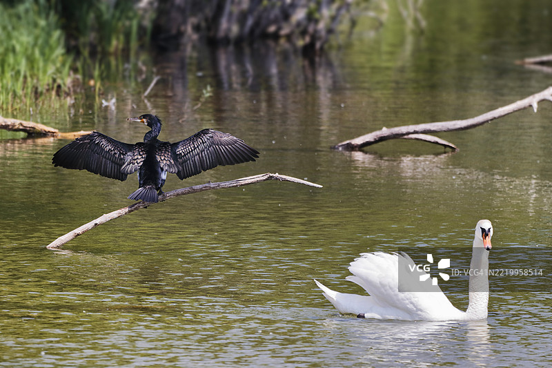 法国塞纳-马恩的鸬鹚和天鹅图片素材
