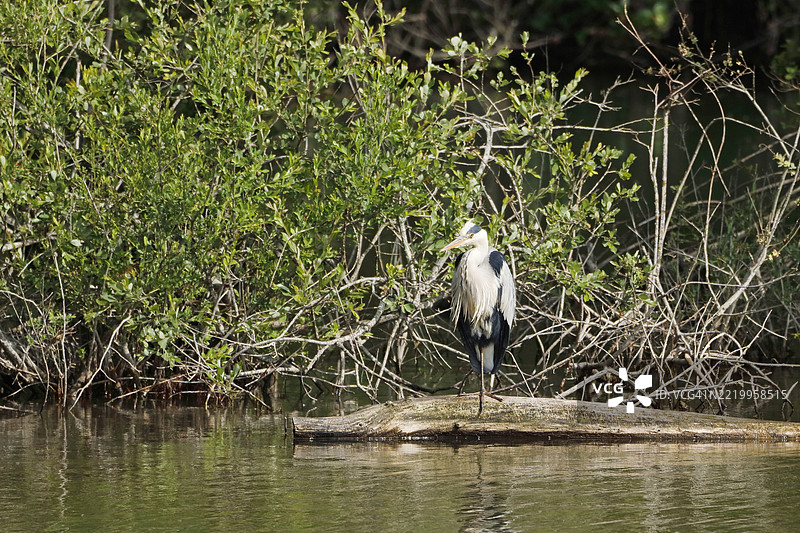 法国塞纳-马恩的灰鹭图片素材