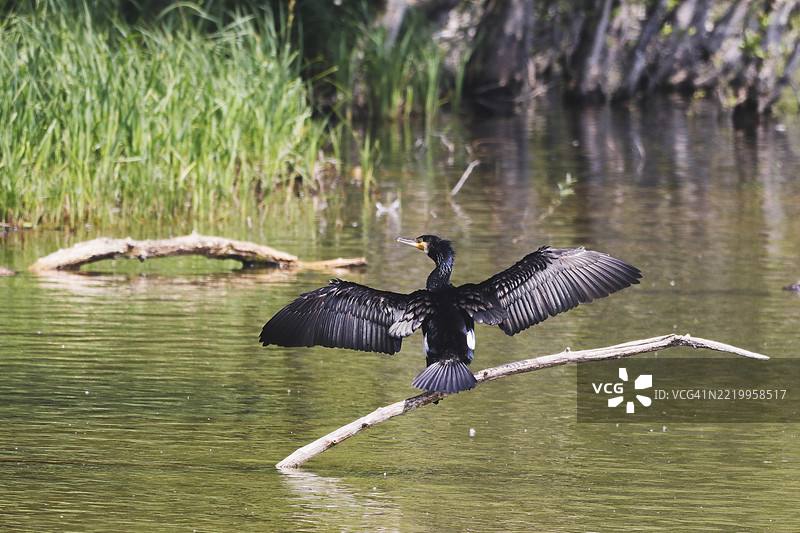 法国塞纳-马恩河的鸬鹚图片素材