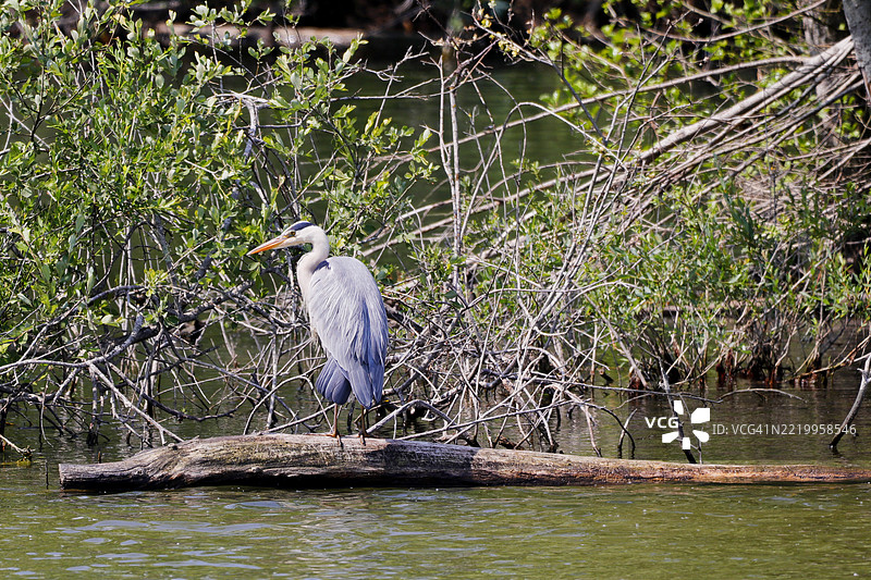 法国塞纳-马恩的灰鹭图片素材