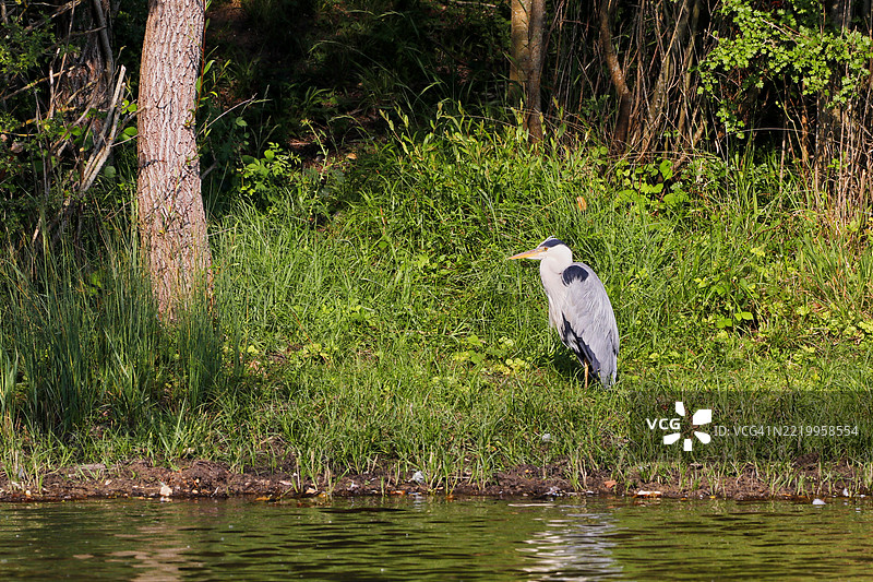 法国塞纳-马恩的灰鹭图片素材