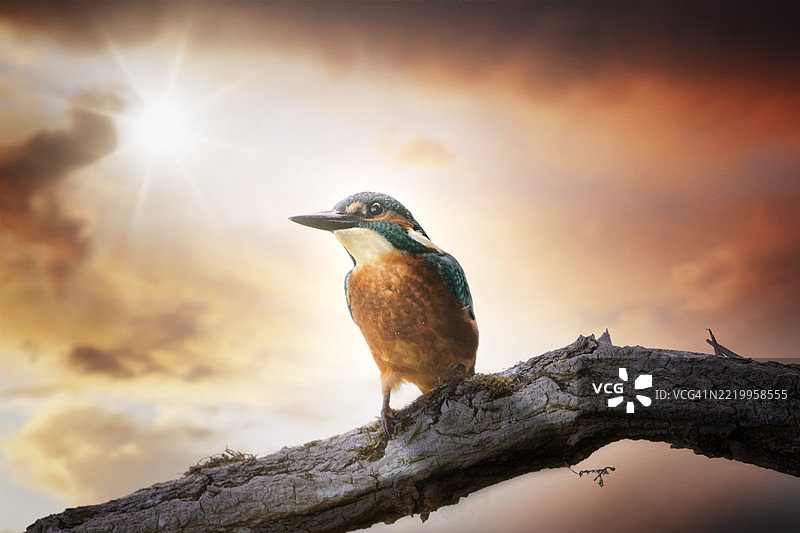 法国塞纳-马恩的翠鸟图片素材