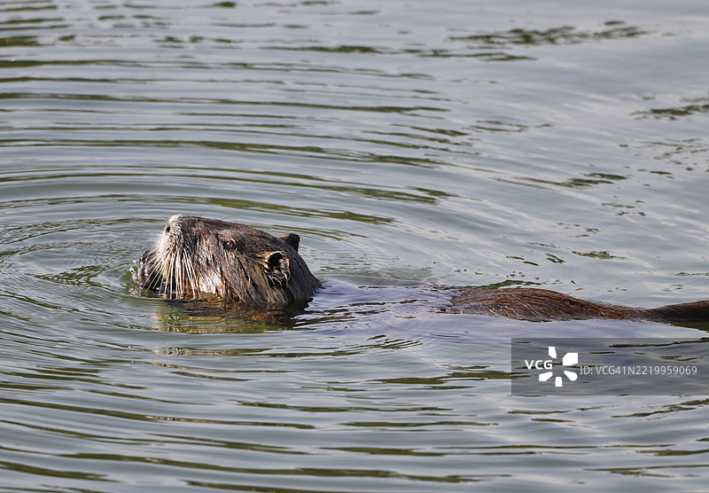 法国塞纳-马恩的海狸鼠图片素材