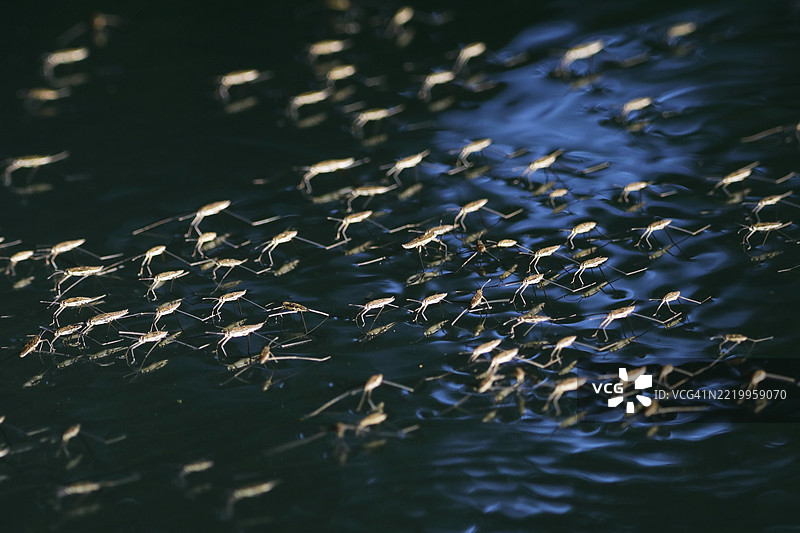 法国塞纳-马恩的水黾图片素材