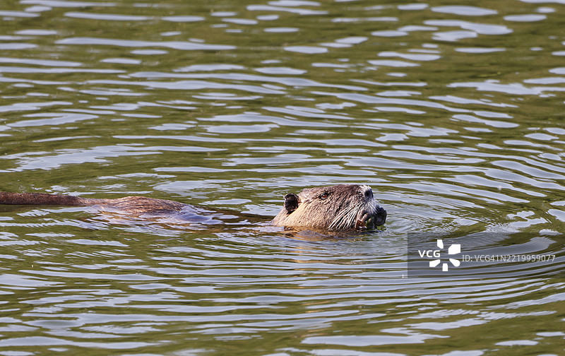 法国塞纳-马恩的海狸鼠图片素材