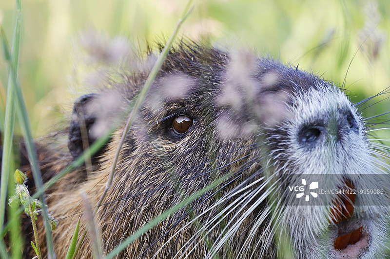 法国塞纳-马恩的海狸图片素材