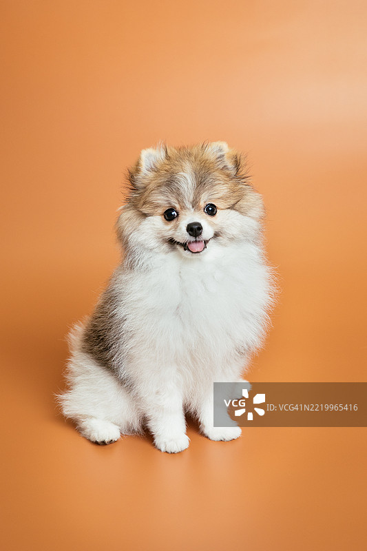可爱的毛茸茸的博美犬小狗在橙色背景上图片素材