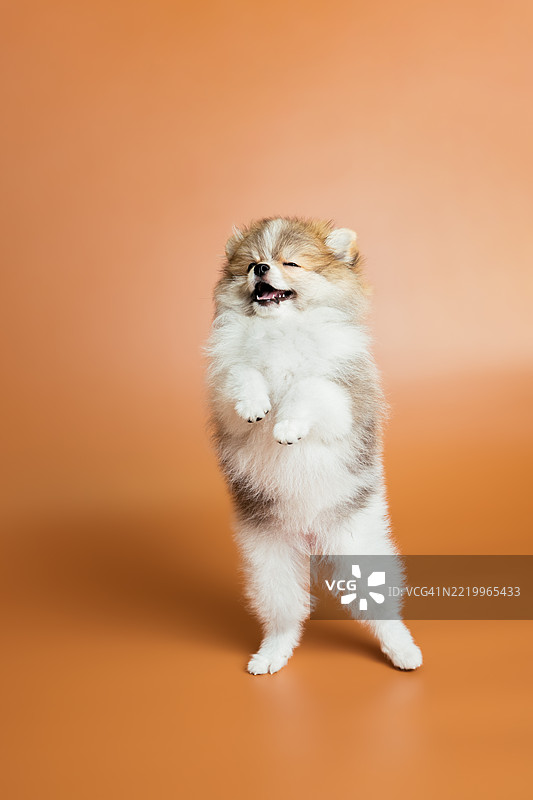 可爱的毛茸茸的博美犬小狗在橙色背景上图片素材
