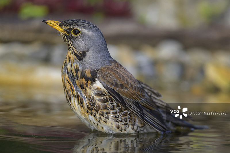 云雀鸫（Turdus pilaris），洗澡，生物圈保护区，斯瓦比亚阿尔卑斯，巴登-符腾堡，德国，欧洲图片素材