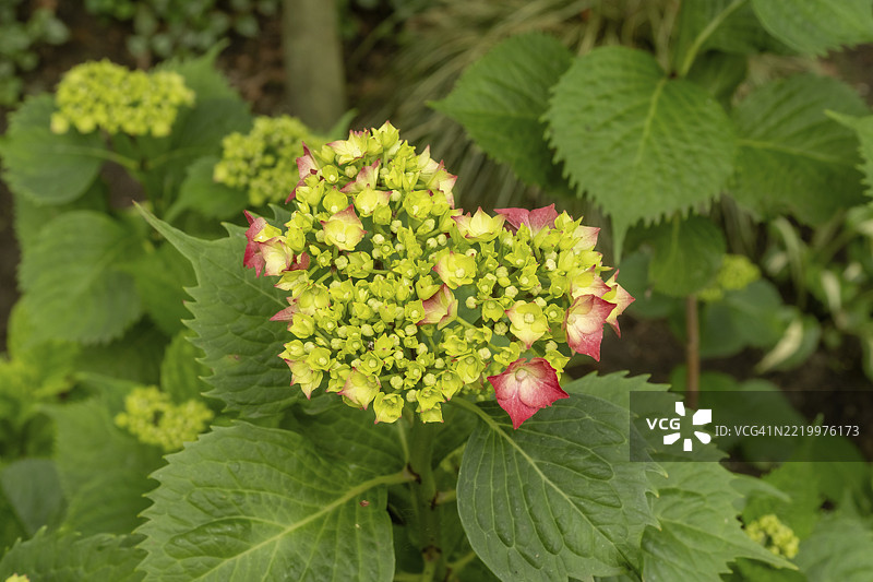 德国北莱茵-威斯特法伦州博肯，粉色和黄色花瓣的绣球花特写，生长在花园中，欧洲图片素材