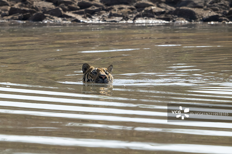 老虎（美洲虎属），孟加拉虎或印度虎，大型猫科动物（豹亚科），捕食者（食肉目），高度濒危，在温度超过40°C时在水中降温，萨图拉国家公园，虎保护区，中央邦，帕奇马尔希生物圈保护区，印度图片素材