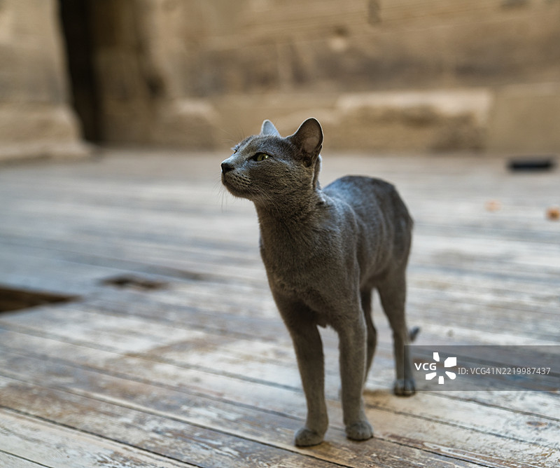 埃及菲莱神庙中的猫，阿斯旺。图片素材