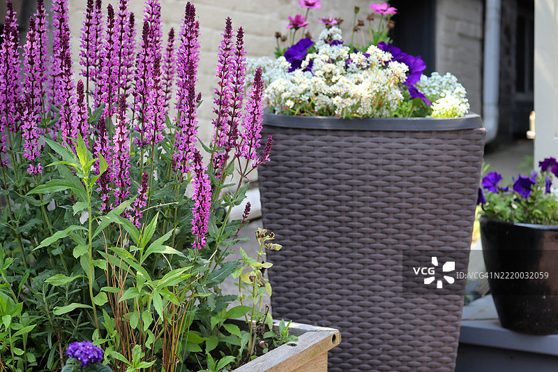 凤仙花 - 你迷人的花园图片素材