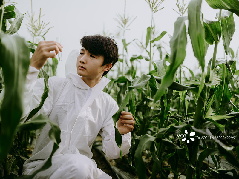 年轻的亚洲农业科学家在玉米田中拿着培养皿收集样本图片素材