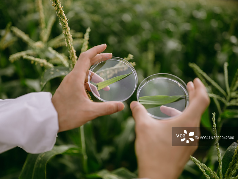 培养皿中玉米叶的比较图片素材