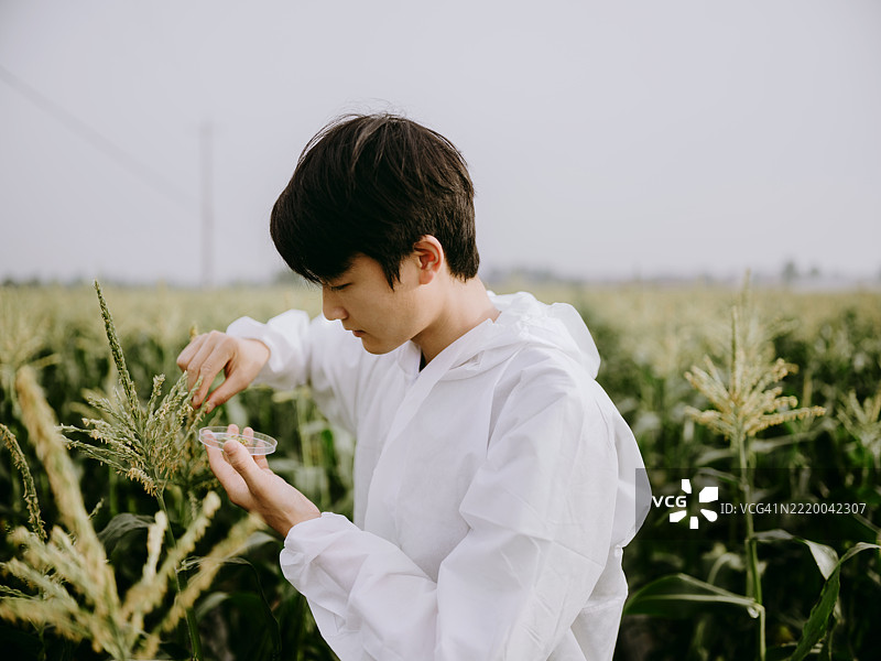 年轻的亚洲农业科学家在玉米田中手持培养皿收集样本图片素材