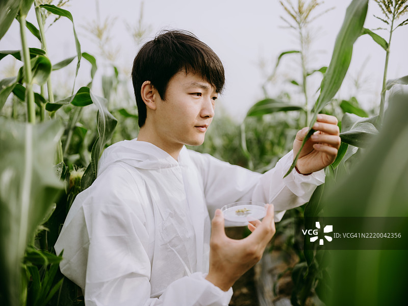 年轻的亚洲农业科学家在玉米田中手持培养皿收集样本图片素材