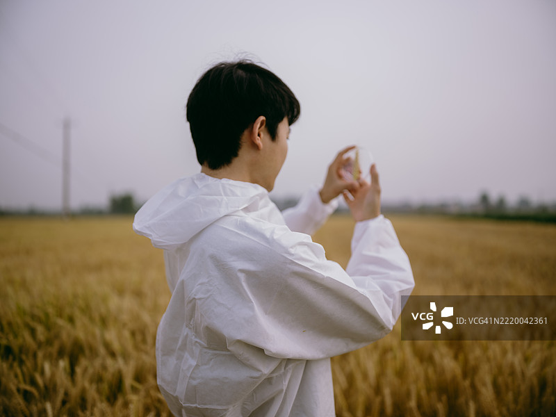 年轻的亚洲农业科学家在小麦田中拿着培养皿收集样本图片素材