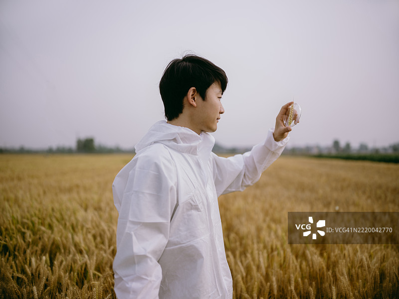 年轻的亚洲农业科学家在小麦田中拿着培养皿收集样本图片素材