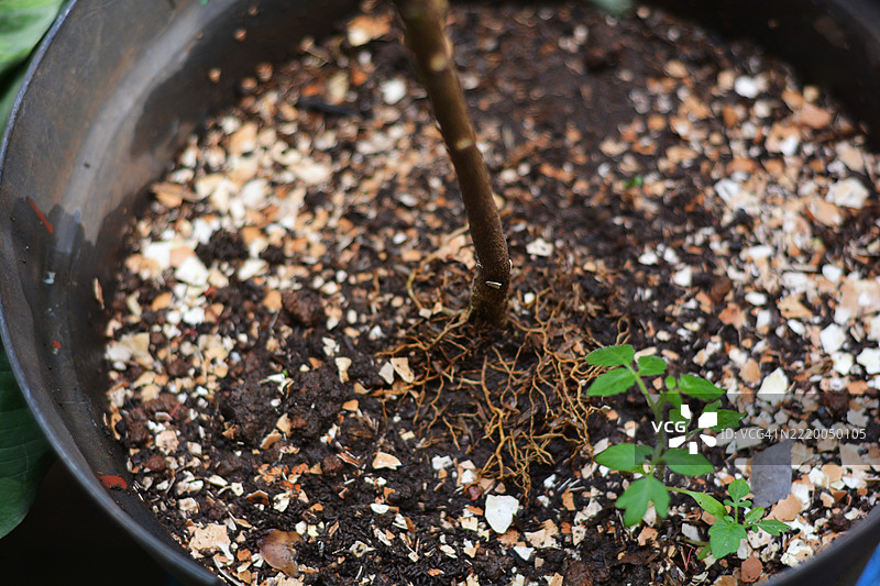 植物根系与蛋壳肥料图片素材