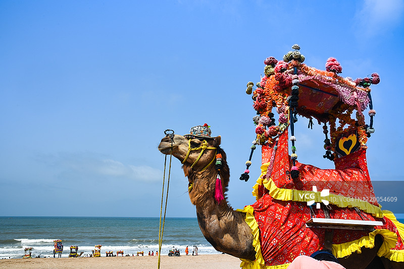 印度古吉拉特邦著名海滩的骆驼骑行活动图片素材