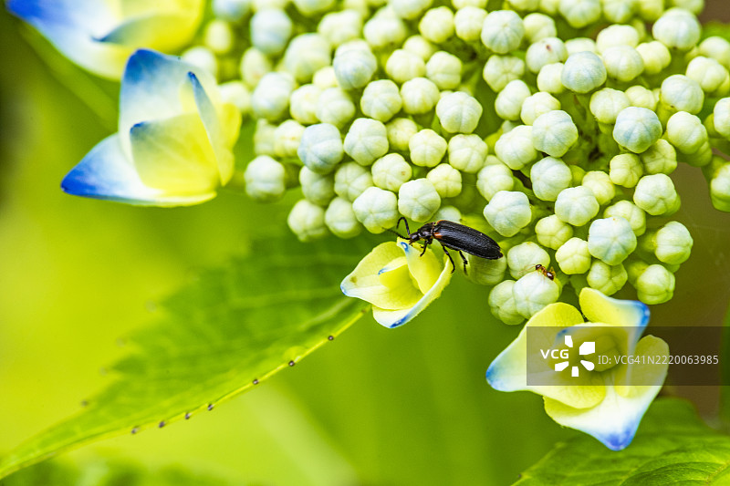 带有绣球花的Drilaster axillaris图片素材