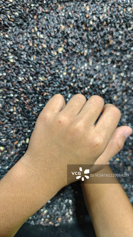 黑色糯米的质地与儿童的手图片素材