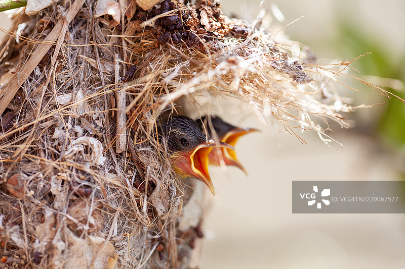 太阳鸟雏鸟在巢中张嘴等待食物图片素材
