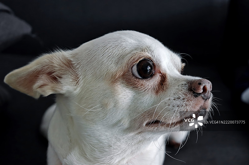 小巧白色吉娃娃的强烈凝视图片素材