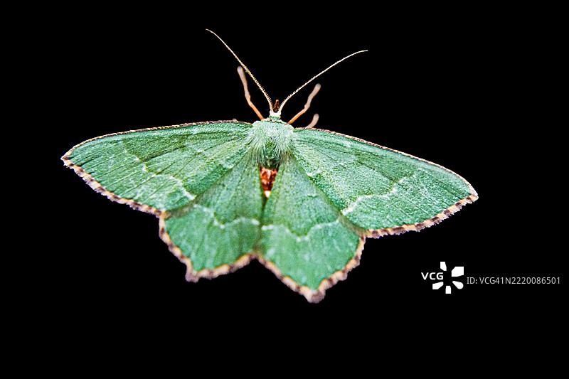 小绿翡翠蛾昆虫翅膀特写宏观摄影图片素材