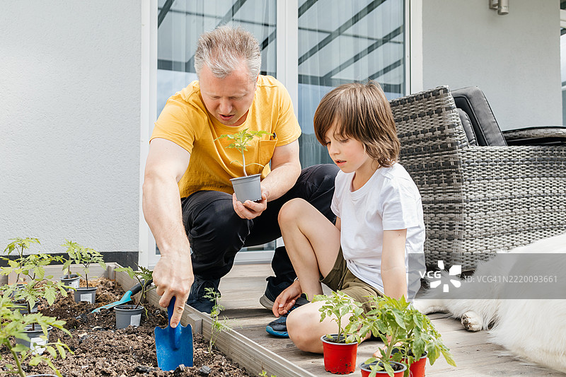 父亲和儿子在房子附近的花园床上种植番茄幼苗。城市里的蔬菜花园图片素材