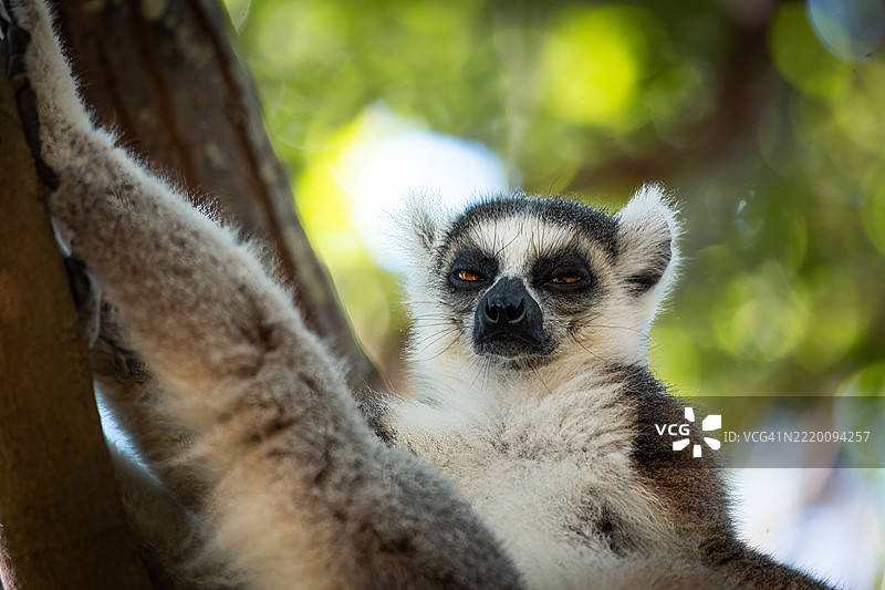 树上栖息的环尾狐猴 - 安佳保护区，马达加斯加图片素材