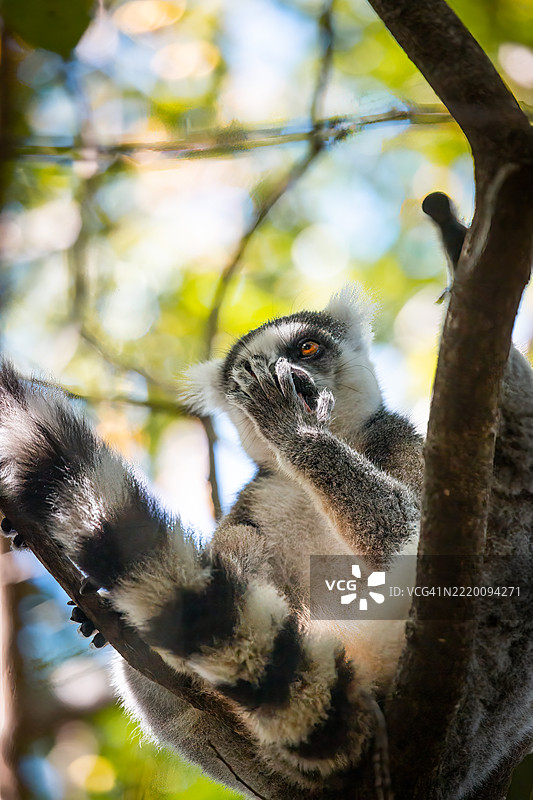 树上栖息的环尾狐猴 - 安佳保护区，马达加斯加图片素材