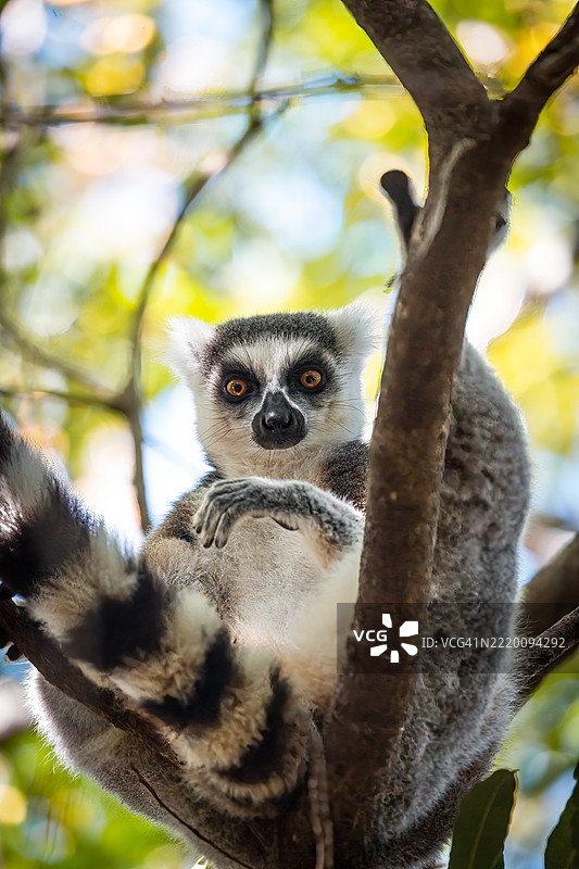 树上栖息的环尾狐猴 - 安佳保护区，马达加斯加图片素材