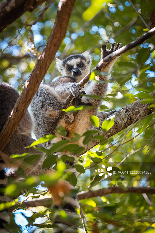 树上栖息的环尾狐猴 - 安佳保护区，马达加斯加图片素材