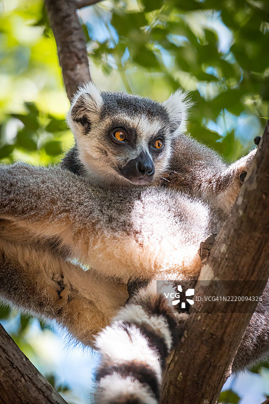 树上栖息的环尾狐猴 - 安佳保护区，马达加斯加图片素材
